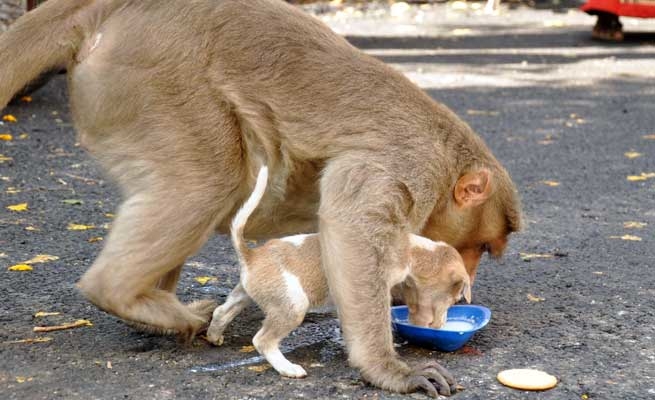  
Con khỉ nhường cho chó con ăn trước rồi nó mới ăn sau.