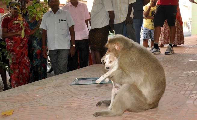 Cảm động khỉ mẹ mất con nhận nuôi chú chó nhỏ, còn nhường cho nó ăn trước