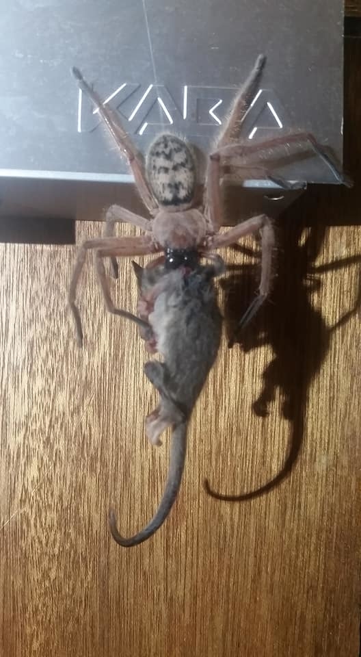  
Con chuột trông còn to lớn hơn cả con nhện nhưng vẫn bị nó xơi tái.
