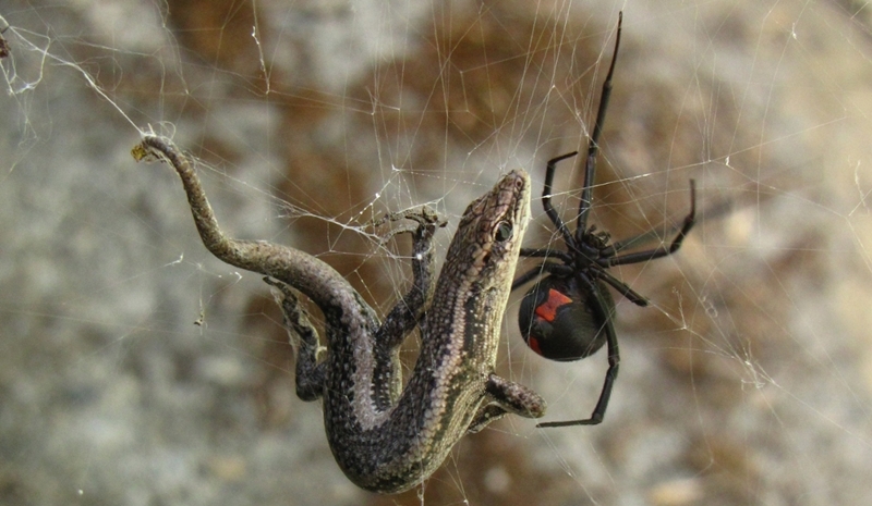  
Cấp độ cao hơn: xơi tái cả rắn nước to lớn hơn mình gấp nhiều lần, chỉ có thể là nhện độc góa phụ đen (black widow) với những vết cắn cực độc.