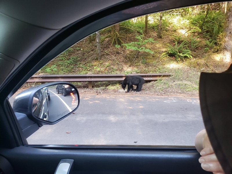  
Chính quyền Oregon đã phải giết chết con gấu để đảm bảo an toàn cho khách du lịch.