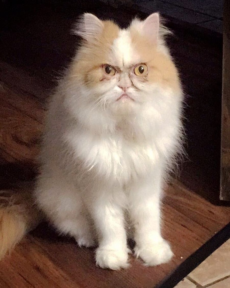  
Louis tất nhiên chưa thể nổi tiếng bằng Grumpy Cat, khi tài khoản Instagram của nó mới chỉ có hơn 6.000 follower, trong khi Grumpy Cat được 3 triệu người.