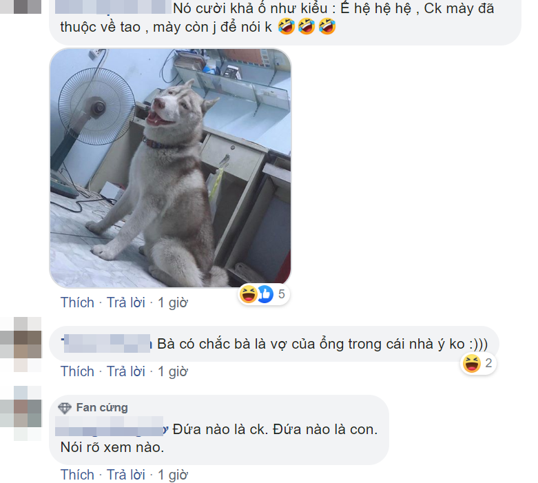 Cô vợ bất lực nhìn chồng cưng nựng chú chó Husky hơn cả mình