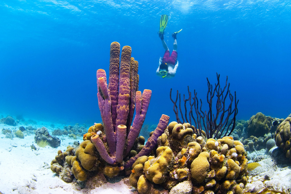  
Với hệ độngt hực vật phong phú, có các rạn san hô đẹp mắt cùng các bày cá nhiều màu