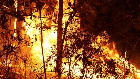 Dàn sao Việt thất thần, đau xót khi chứng kiến cháy rừng kinh hoàng ở Hà Tĩnh - Tin sao Viet - Tin tuc sao Viet - Scandal sao Viet - Tin tuc cua Sao - Tin cua Sao