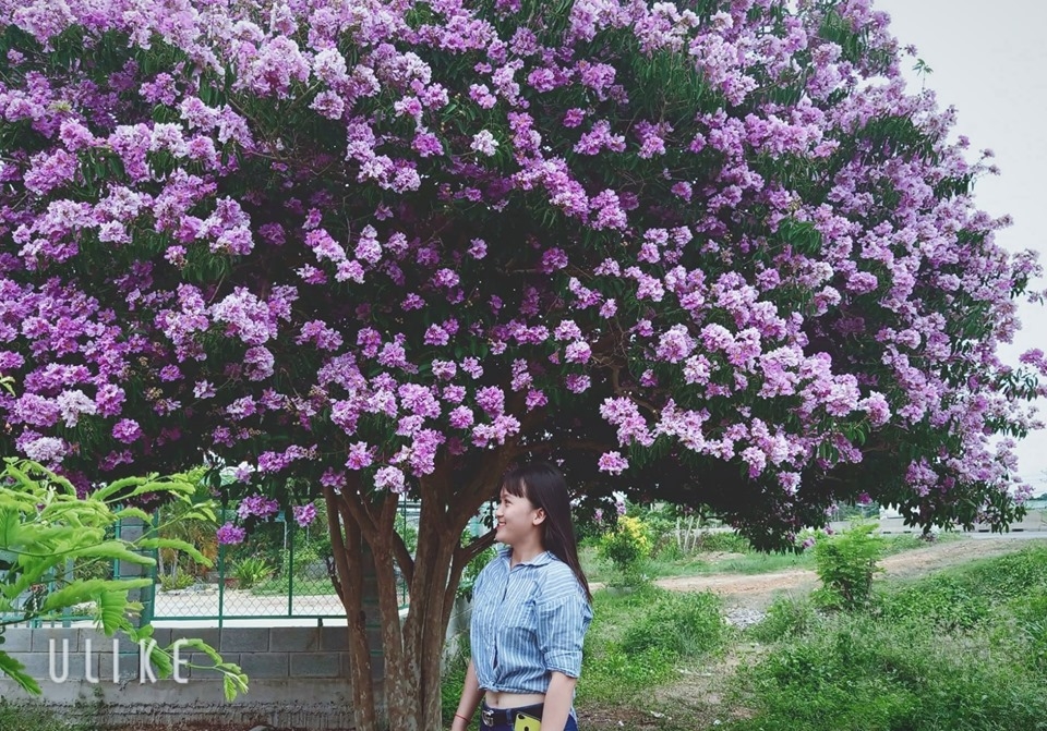 Về Bình Thuận ngắm nhìn cây hoa bằng lăng khổng lồ nhuộm tím cả một khung trời