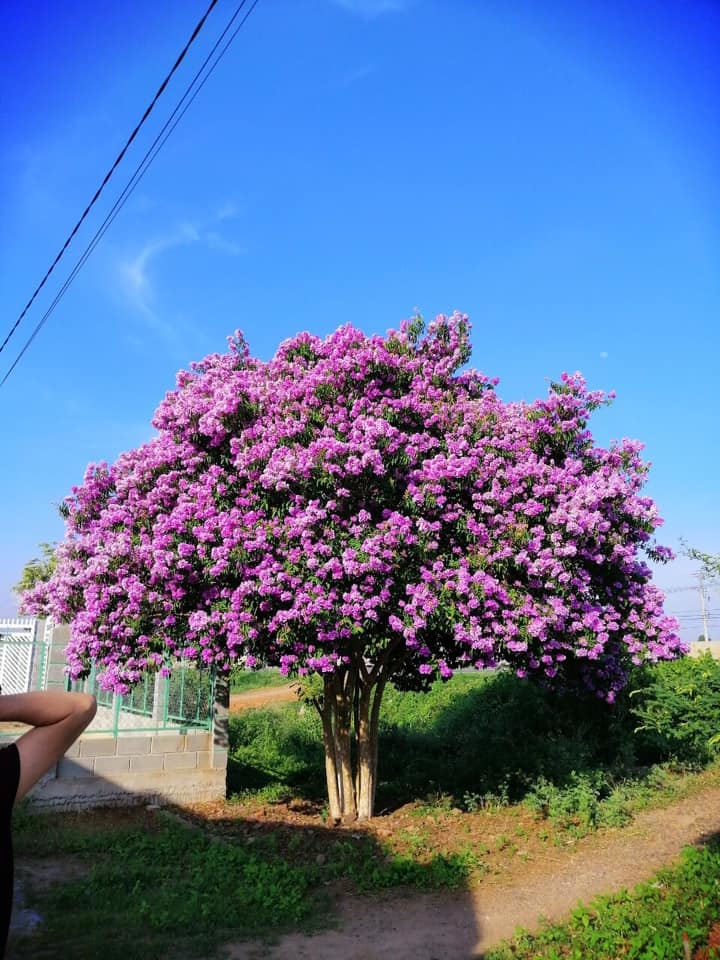Về Bình Thuận ngắm nhìn cây hoa bằng lăng khổng lồ nhuộm tím cả một khung trời