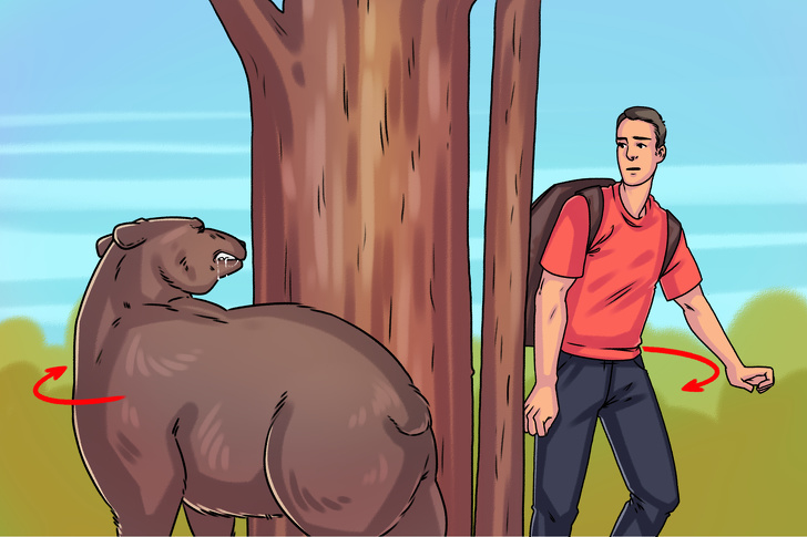  
Hãy bình tình khi gặp gấu trong rừng. 
