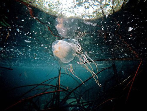  
Độc tố của sứa biển có thể gây tử vong.