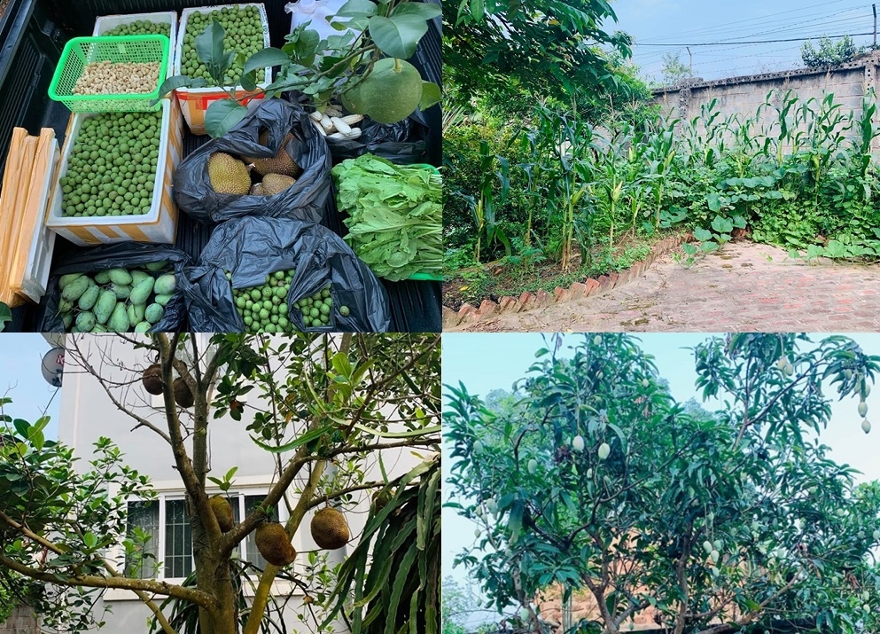  
Hình ảnh Hồng Đăng thu hoạch trái cây tại vườn nhà mình - Tin sao Viet - Tin tuc sao Viet - Scandal sao Viet - Tin tuc cua Sao - Tin cua Sao