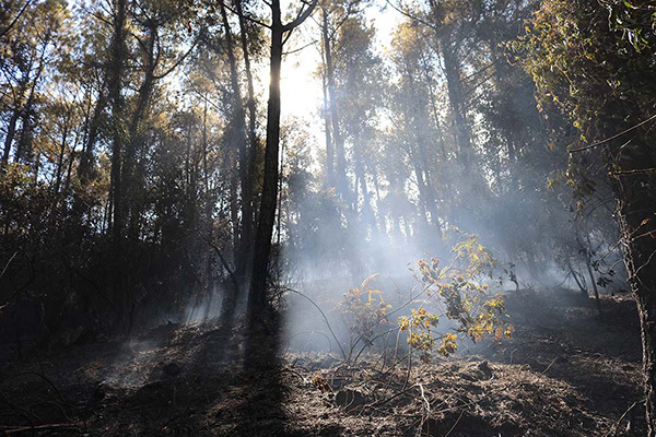 Xót xa hình ảnh rừng thông tiêu điều sau vụ cháy: Đối tượng đốt rác có thể bị phạt tù đến 12 năm