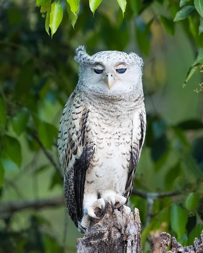 See 40 beautiful images of Spotted Eagle Owls, the giant bird in the ...