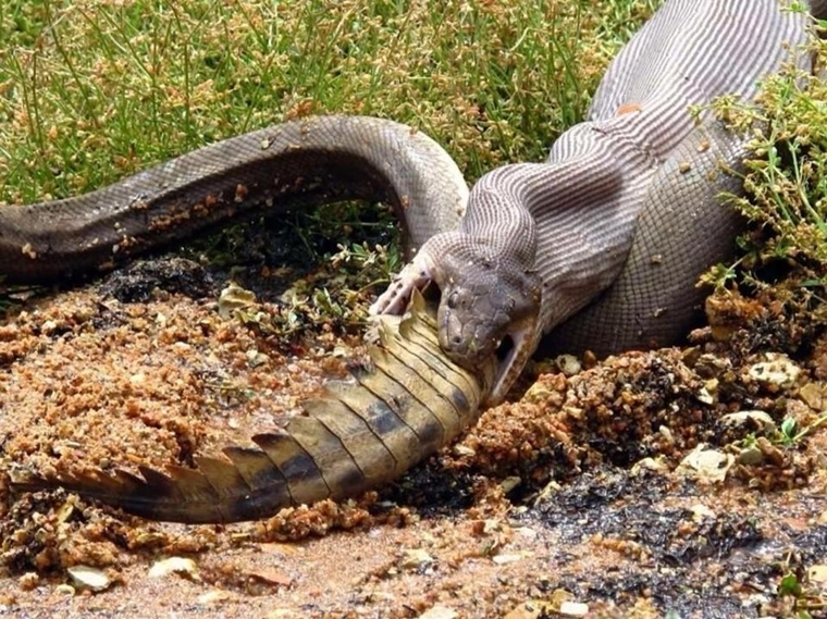  
Đây là cảnh tượng xảy ra "như cơm bữa" ở Australia: một con trăn nuốt chửng con cá sấu. Hẳn là nó sẽ mất một thời gian rất lâu để tiêu hóa hết con cá sấu rồi.