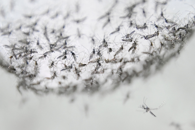  
Những con muỗi đực được nuôi trong phòng thí nghiệm.