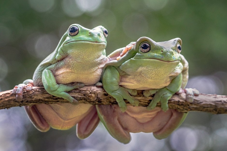  
Cặp đôi ếch được chụp ở Indonesia, trong đó một con đang dùng chân trước khoác lên vai con còn lại.