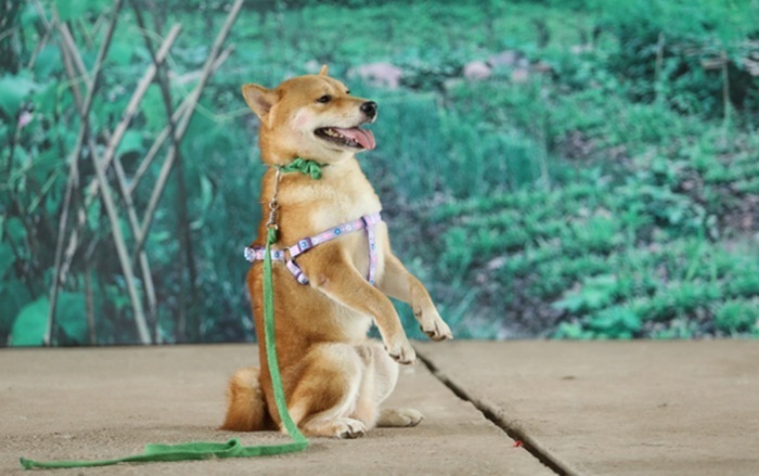 Giữa làn sóng phản đối chó Shiba, dân mạng 