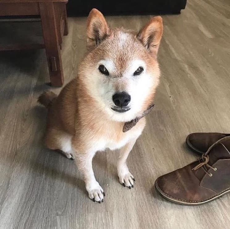  
Mặc dù giống chó Shiba Inu nổi tiếng là thông minh, thân thiện và “thảo mai”, thế nhưng chú chó Shiba Inu có tên là Chester này thì hoàn toàn ngược lại.