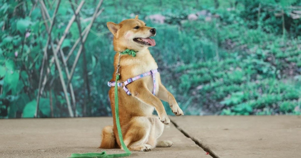  Chú chó Shiba Inu gây tranh cãi khi được chọn đóng vai cậu Vàng gây tranh cãi.