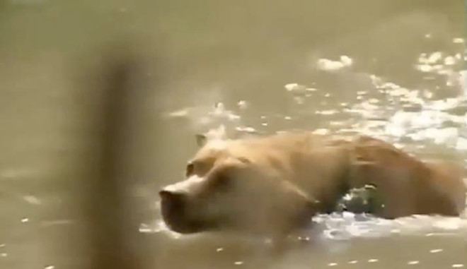  Chú chó trong Đất phương Nam phải mang lựu đạn, bơi qua sông.
