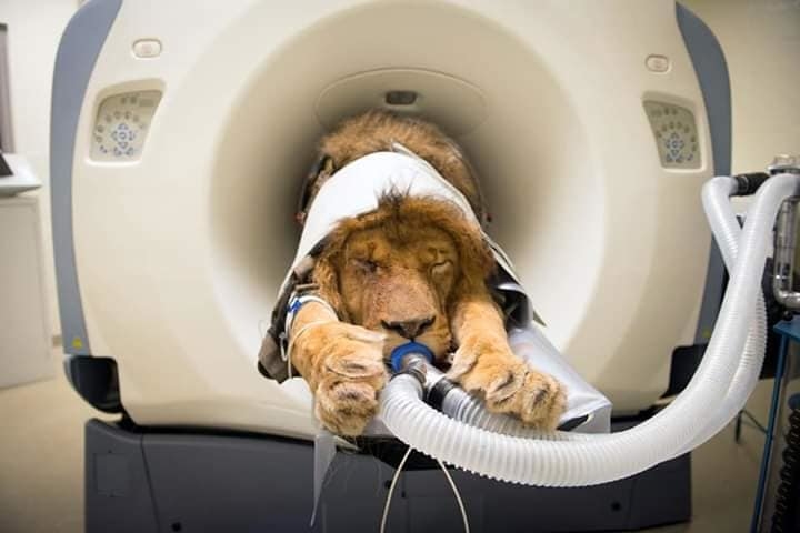 Khi đi chụp CT, dàn động vật có 