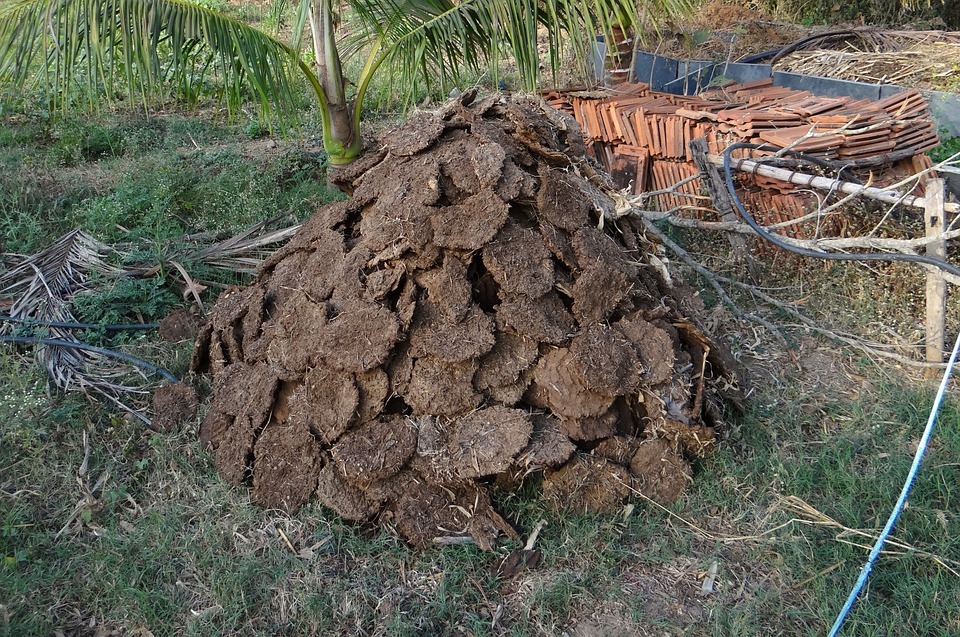  
Phân bò và đất bùn là "phương thuốc ngoài da thần kì" được người dân Ấn Độ sử dụng để cứu người bị sét đánh. (Ảnh: Minh họa)