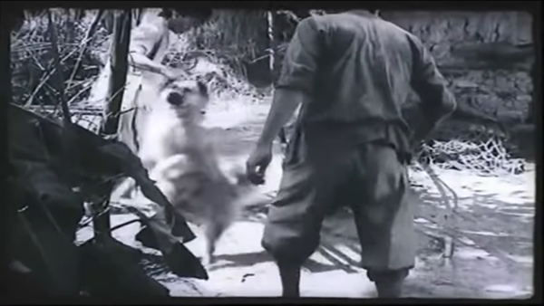 Trước chú chó Shiba, màn ảnh Việt Nam đã từng có một Cậu Vàng trong Làng Vũ Đại Ngày Ấy