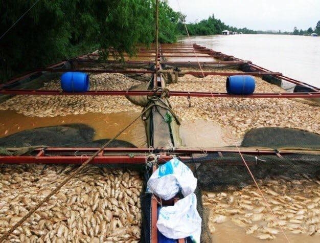 Người dân TP.HCM mua cá tầm giá rẻ ủng hộ chủ vựa mất hàng chục tỷ vì lũ