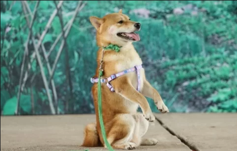  
Chú chó Shiba được lựa chọn vào vai cậu Vàng.