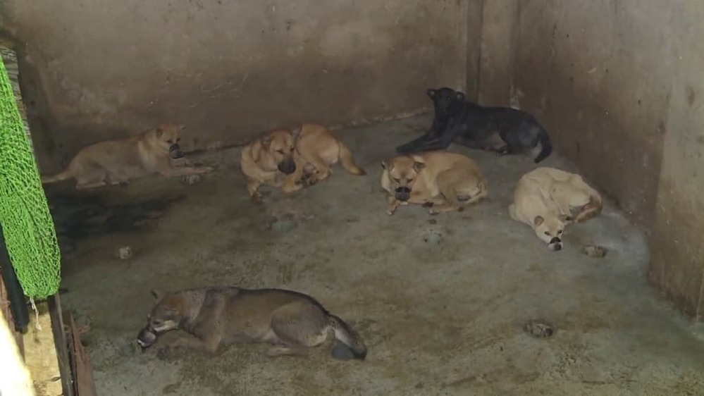 Căn hầm ẩm thấp nơi những chú chó bị giam lỏng trong thời gian chờ đến lò mổ tại Thanh Hóa.