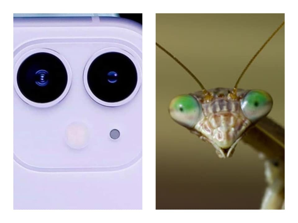  
Ồ quao! Hóa ra cảm hứng của các kỹ sư Apple về camera mới được tìm thấy trong đôi mắt biếc của những chú bọ ngựa