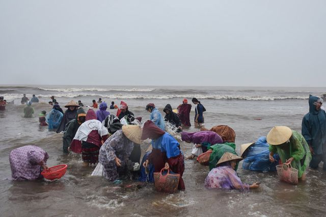 Cả tấn sò vẹm tràn vào bờ sau cơn bão, người dân Hà Tĩnh 