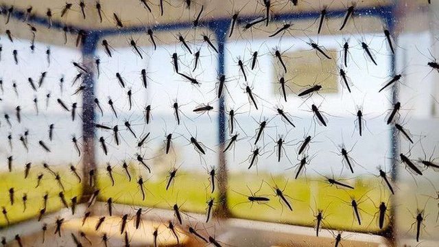  
Hàng triệu con muỗi đã được thả ra.