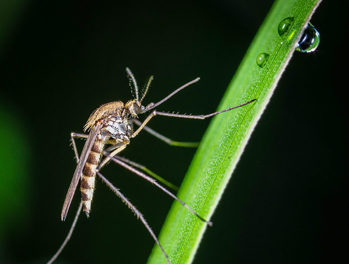 Thả muỗi đực biến đổi gen ra ngoài, muỗi cái không thèm 