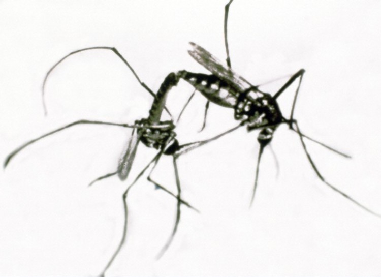  
Muỗi cái lại không chịu “quan hệ” với muỗi đực biến đổi gen. 