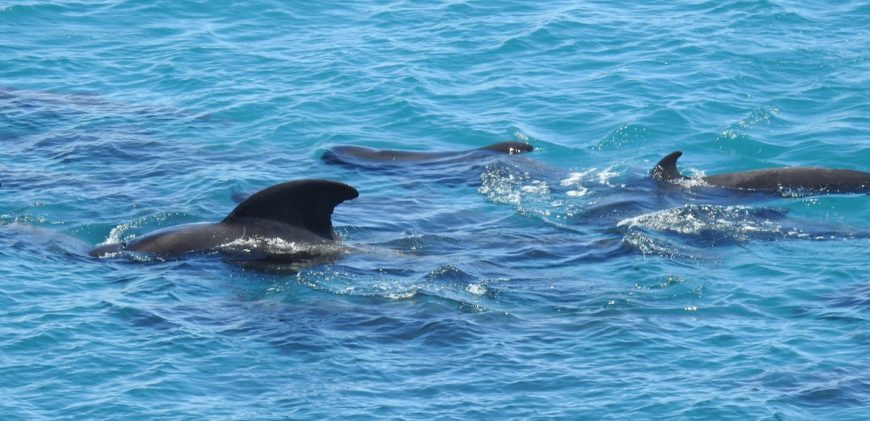  
Gia đình cá voi đã quá mệt mỏi và tuyệt vọng, chúng chỉ còn biết bơi sát vào nhau, tự an ủi, vỗ về.