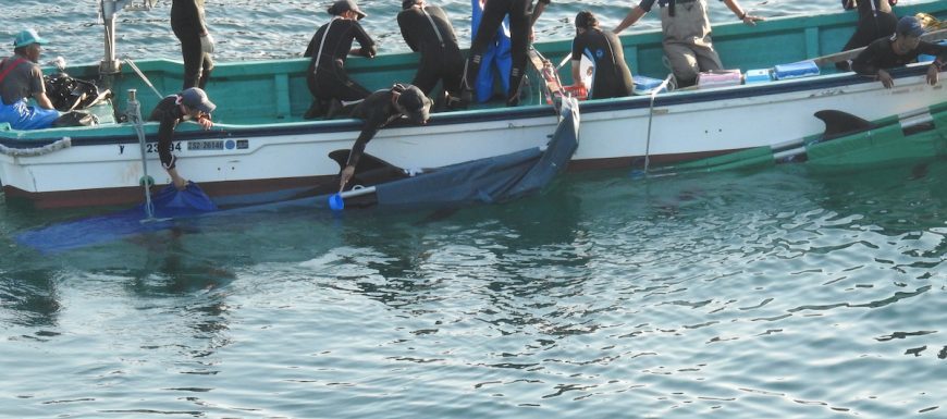  
Đây là nhóm 8 con cá voi trong đàn được bắt sống nhằm bán lại phục vụ mục đích mua vui.