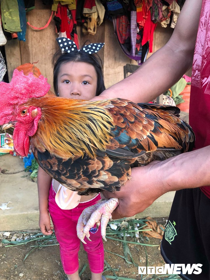 Chú gà mái 9 cựa tự "chuyển giới" tại Sơn La gây xôn xao (Ảnh: VTC News)