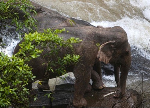  
Hai con voi may mắn được cứu sống.