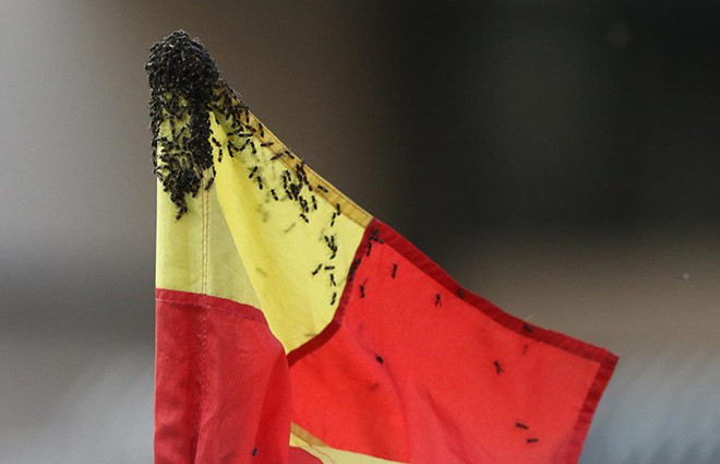 Hy hữu: Cựu ngôi sao Barca bị ong tấn công, phải hoãn trận đấu