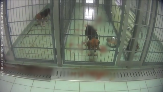  
Những chú chó beagle bị bỏ mặc trong chuồng đầy máu. Ảnh: Chụp màn hình