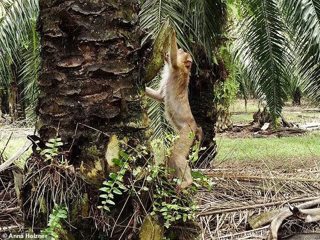  
Gần 100 cá thể khỉ đuôi lợn được thả vào trong rừng cọ dầu (Ảnh: Anna Holzner)