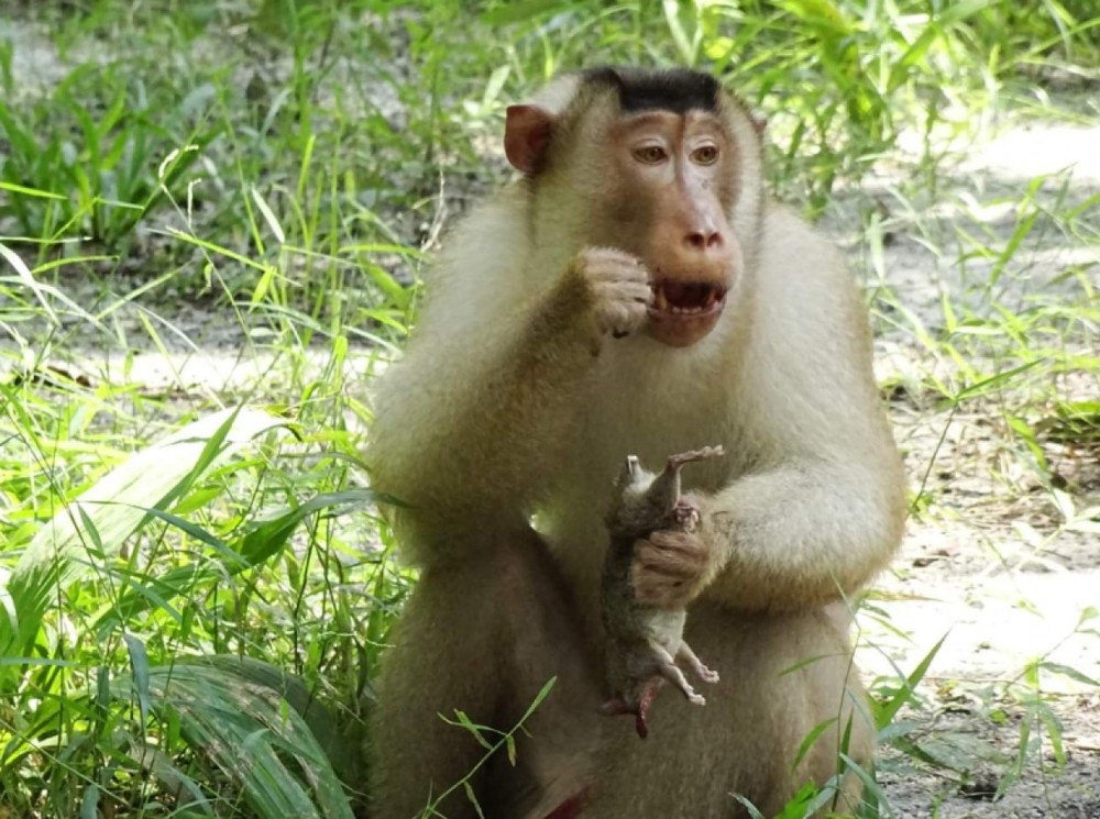  
Hình ảnh khỉ ăn thịt chuột khiến nhà nông vui mừng vì giảm được một lượng lớn kẻ phá hoại (Ảnh: FB)