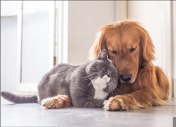  
Mèo và chó là hai loại động vật được khá nhiều người yêu thích và nuôi ở xã hội hiện nay (Ảnh: Facebook)