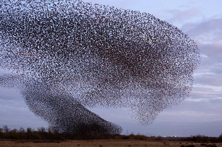  
Từ tháng 1 đến tháng 3 hằng năm, khắp đất nước Anh sẽ có những đàn chim sáo lớn, đen kịp tập hợp thành những hình thù đáng kinh ngạc bay rợp trời Anh. Chúng bay lên và xà xuống đồng loạt theo đàn như là một cá thể khổng lồ chứ không phải là hàng ngàn cá thể nhỏ. Được biết, chúng tập hợp như vậy là để trao đổi thông tin với nhau và đánh lừa những con thú săn mồi khác.