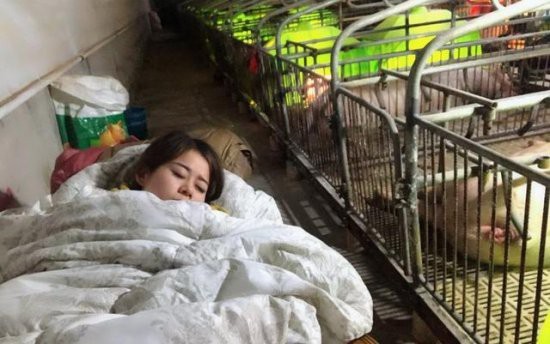  
Trong suốt 3 tháng mùa đông, Tiêu Phương đã ngủ ở trang trại heo.