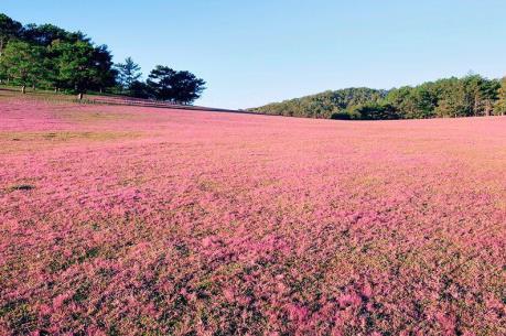  
Đà Lạt lập Đông là thời điểm hoa cỏ hồng Đuôi Chồn nở đẹp nhất.