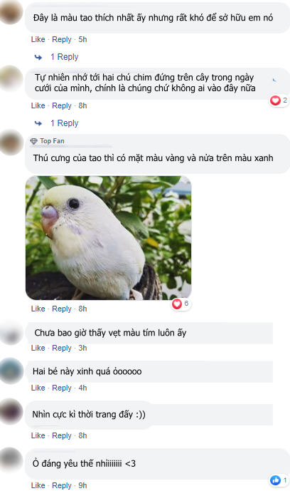  
Cộng đồng mạng nước ngoài rất hào hứng với hình ảnh hai chú vẹt có màu sắc "pastel" này. (Ảnh chụp màn hình)