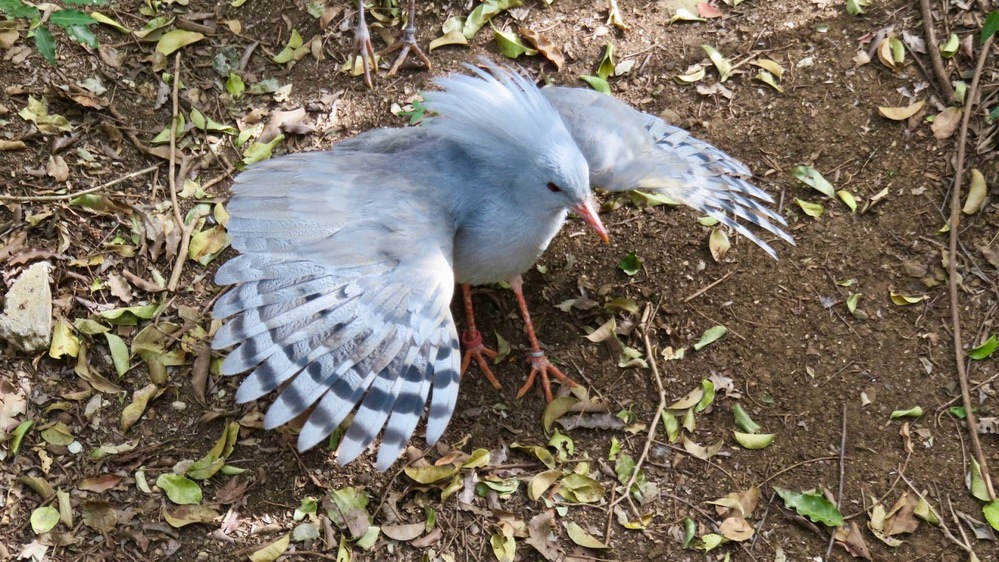 Loài chim Kagu: chung thủy với bạn tình, có nguy cơ tuyệt chủng