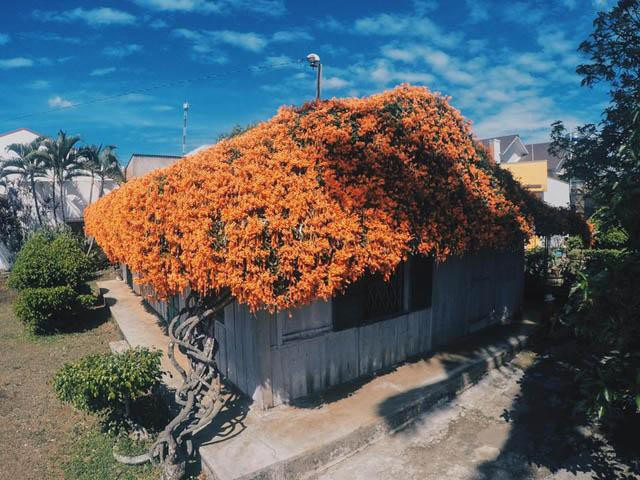  
Ngôi nhà được bao trùm bởi loài hoa màu cam.