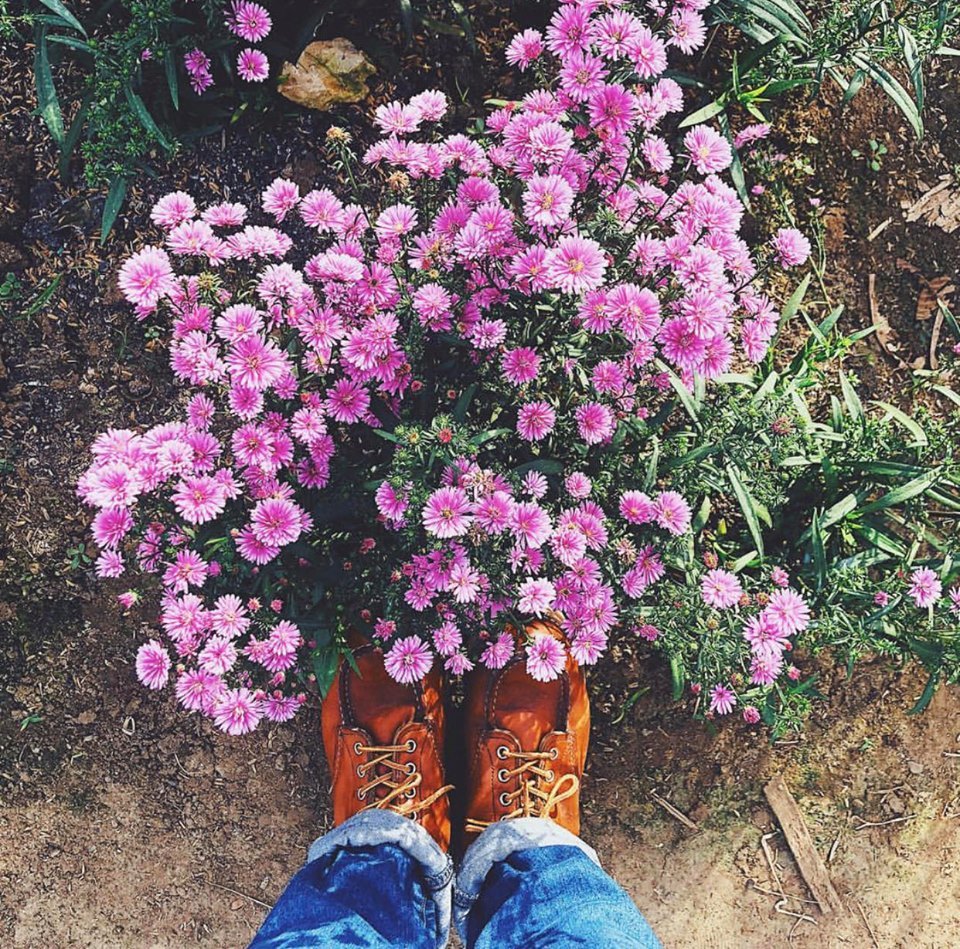  
Tại Hà Nội cánh đồng hoa thạch thảo tím tại Long Biên đang rất thu hút giới trẻ. (Ảnh: Instagram)